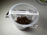 ADA 迷你血心蘭 Alternanthera reineckii 'Mini' IC408